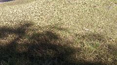 IMAG0097.jpg