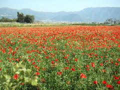 pict0026.jpg