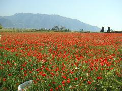 pict0025.jpg