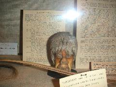 pict0004_shrunken_head.jpg