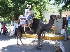 imgp1021_camel_honli.jpg