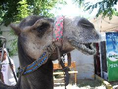 imgp1032_camel_closeup.jpg